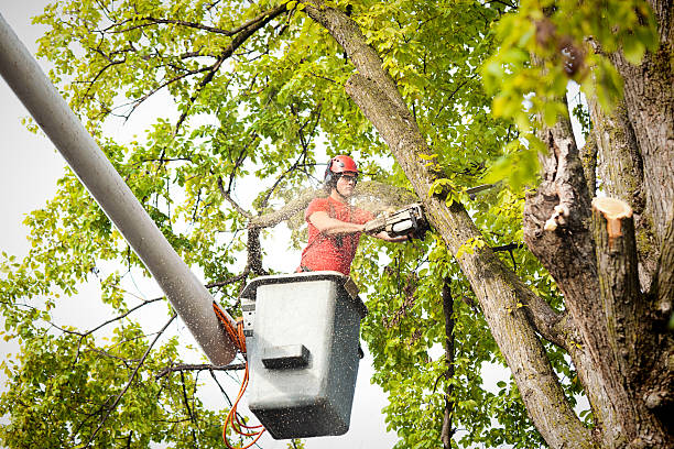 The Steps Involved in Our Tree Care Process in Southmayd, TX